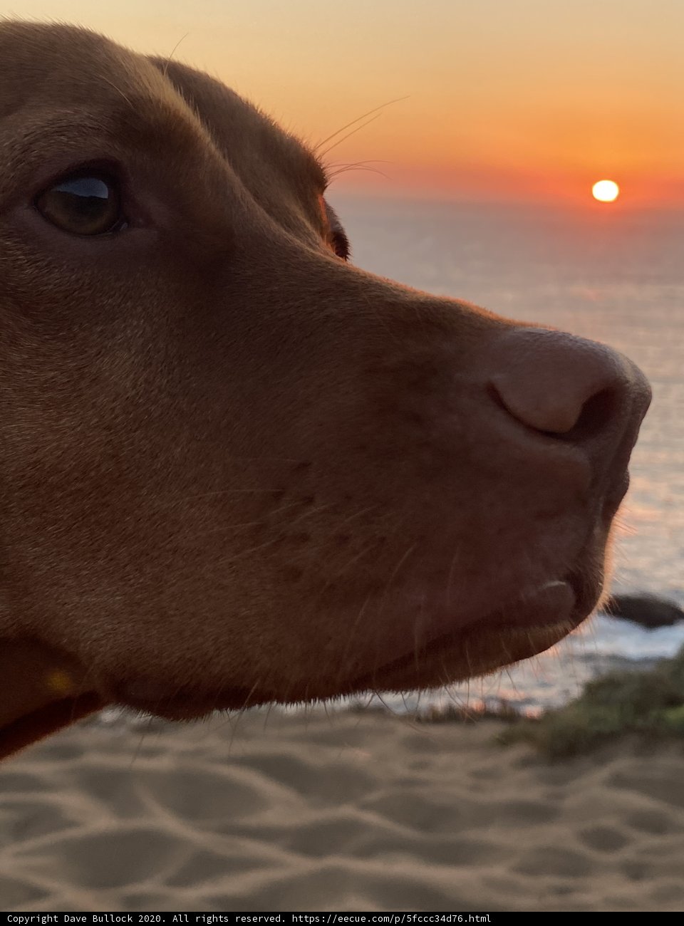 Canine Contemplation at Sunset