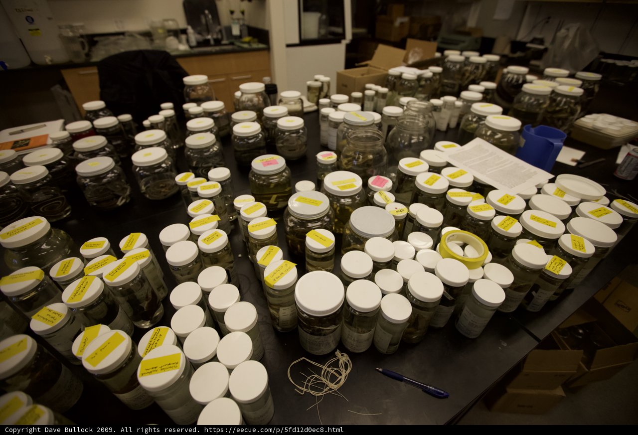 Organized Chaos: A Table Full of Jars