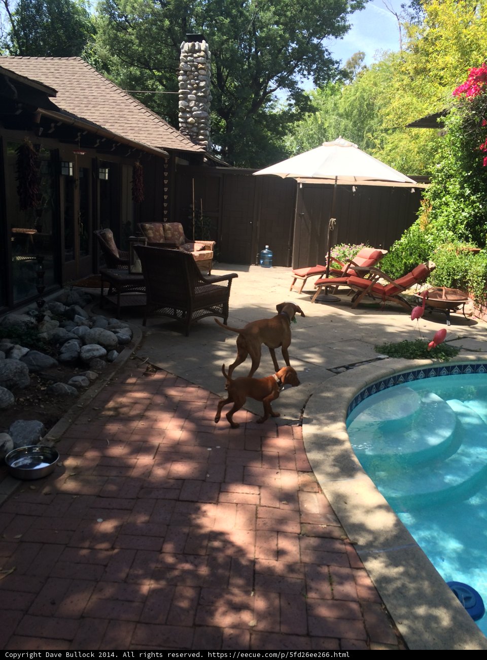 Summer Days by the Pool