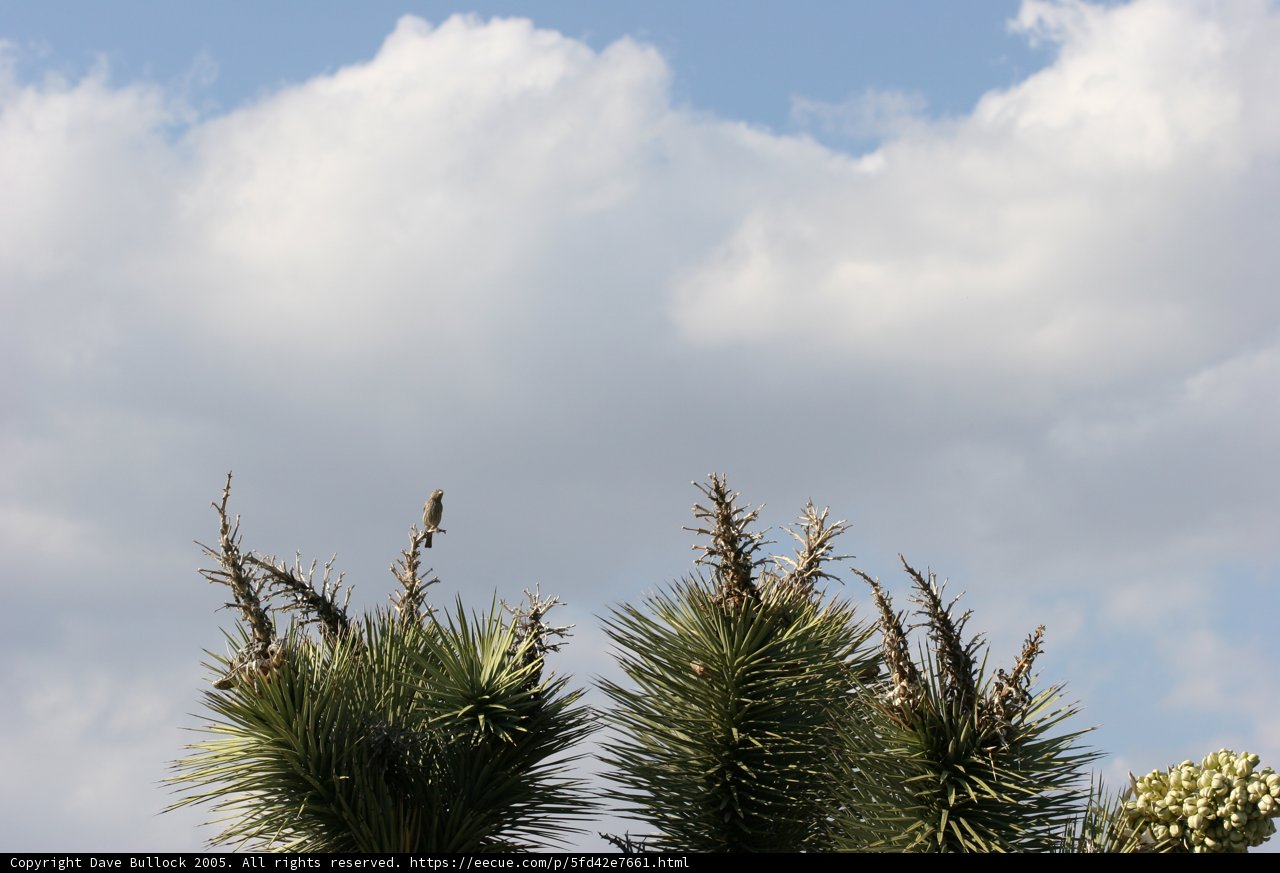 Joshua Tree in the Summer Sky