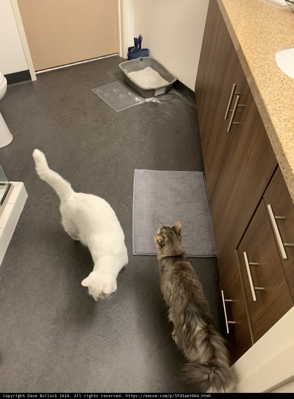 Cat Party in the Bathroom