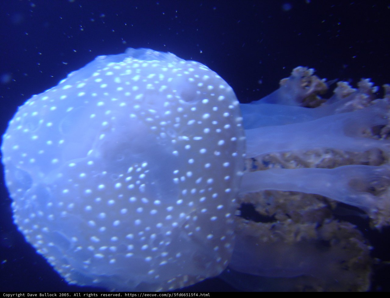 Spotted Jellyfish in the Deep