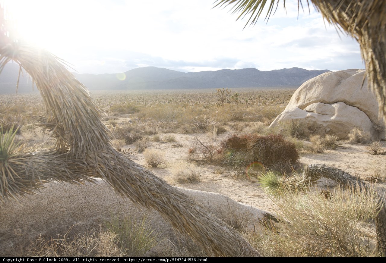 Serene Grassland View in Joshua Tree National Park