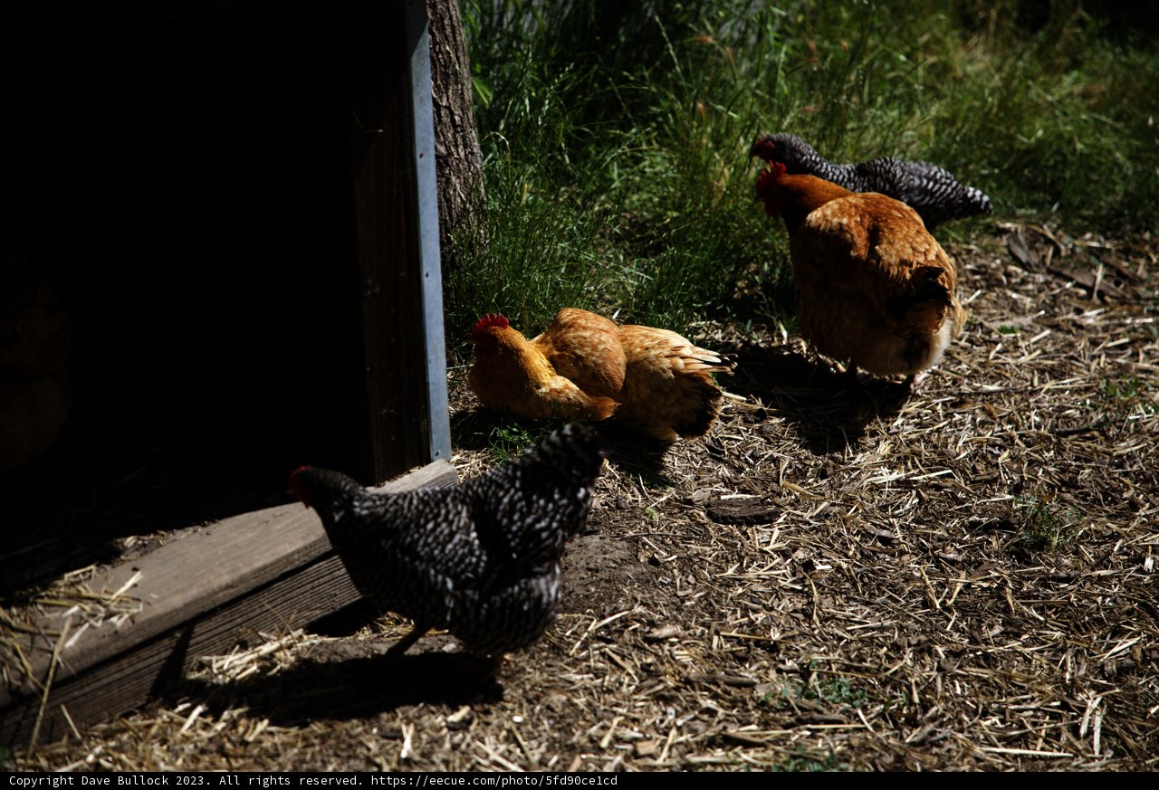 Feathered Friends in the Garden