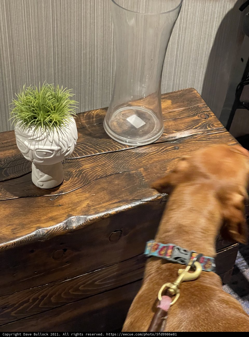 Curious Canine and the Lovely Vase