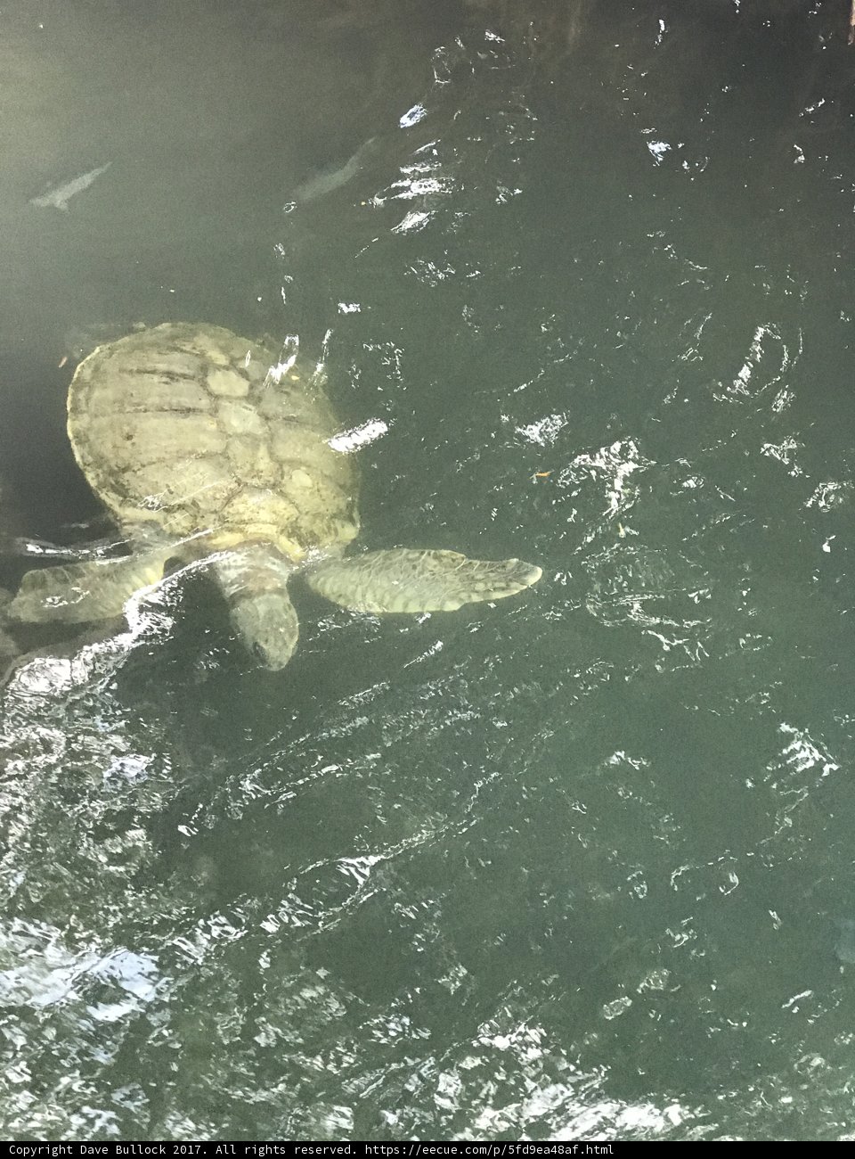 Turtle Under the Bridge