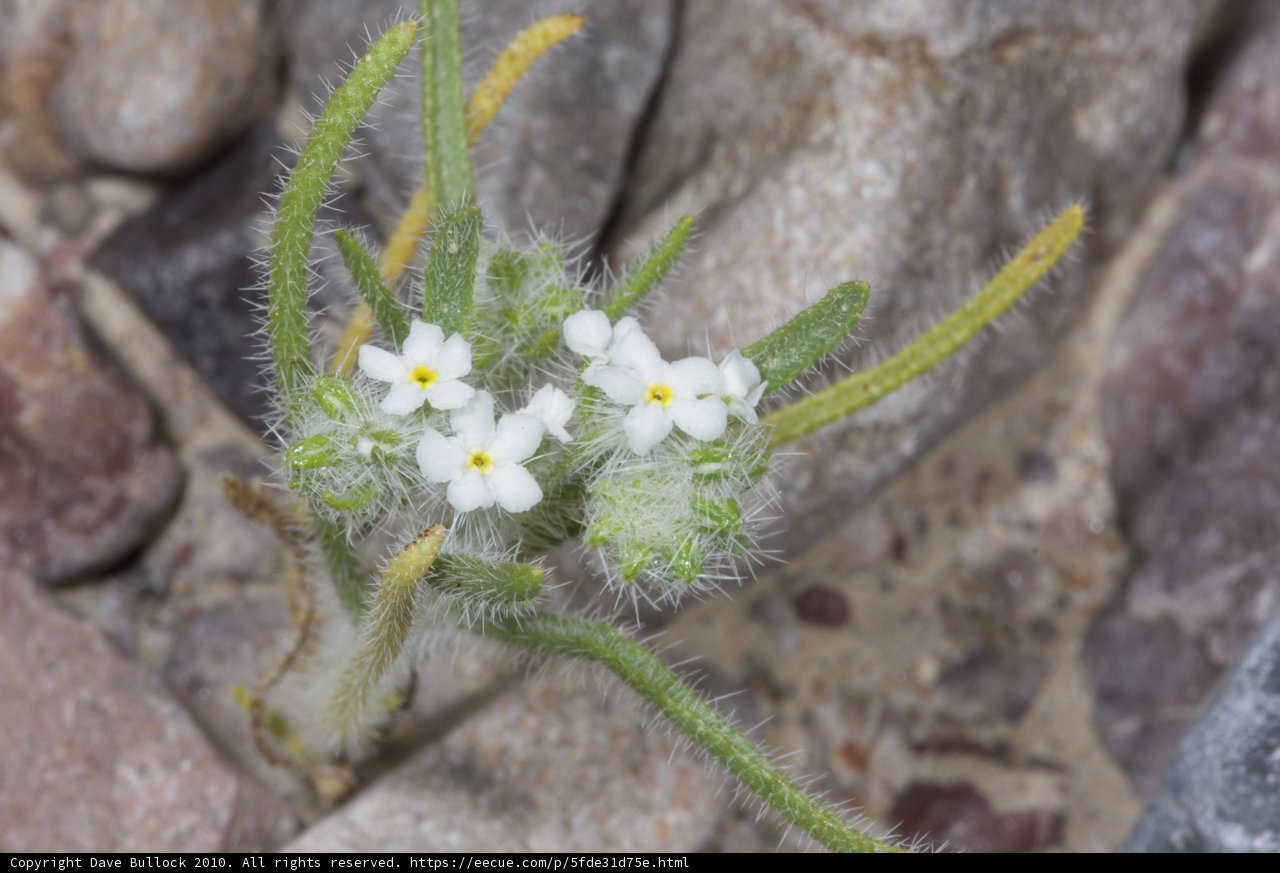 Blooming in Rocky Terrain