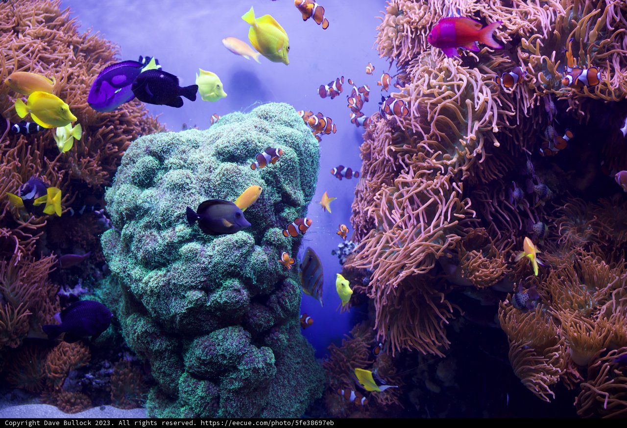 Underwater Wonderland - Monterey Bay Aquarium, 2023