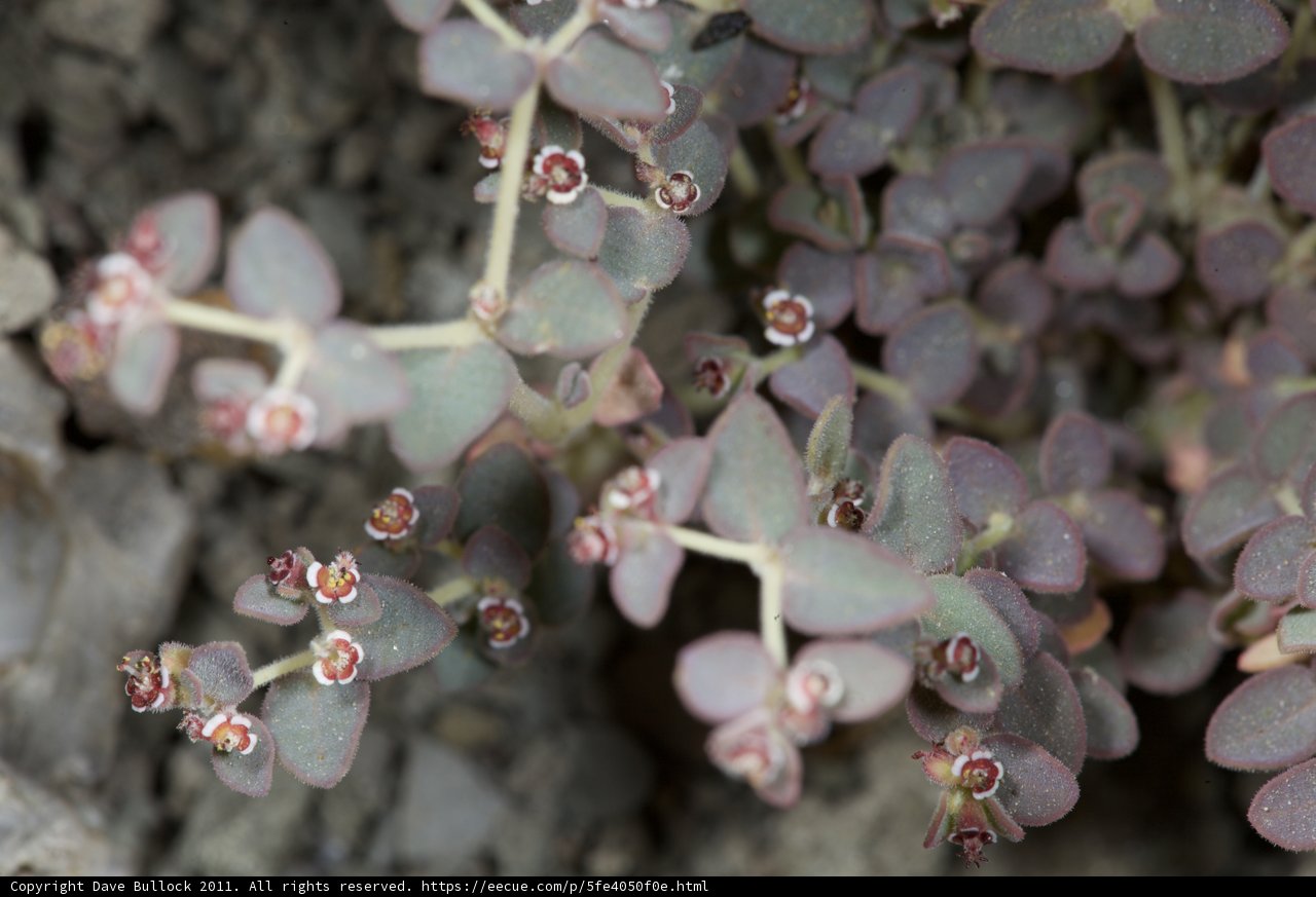 Petite Blossoms