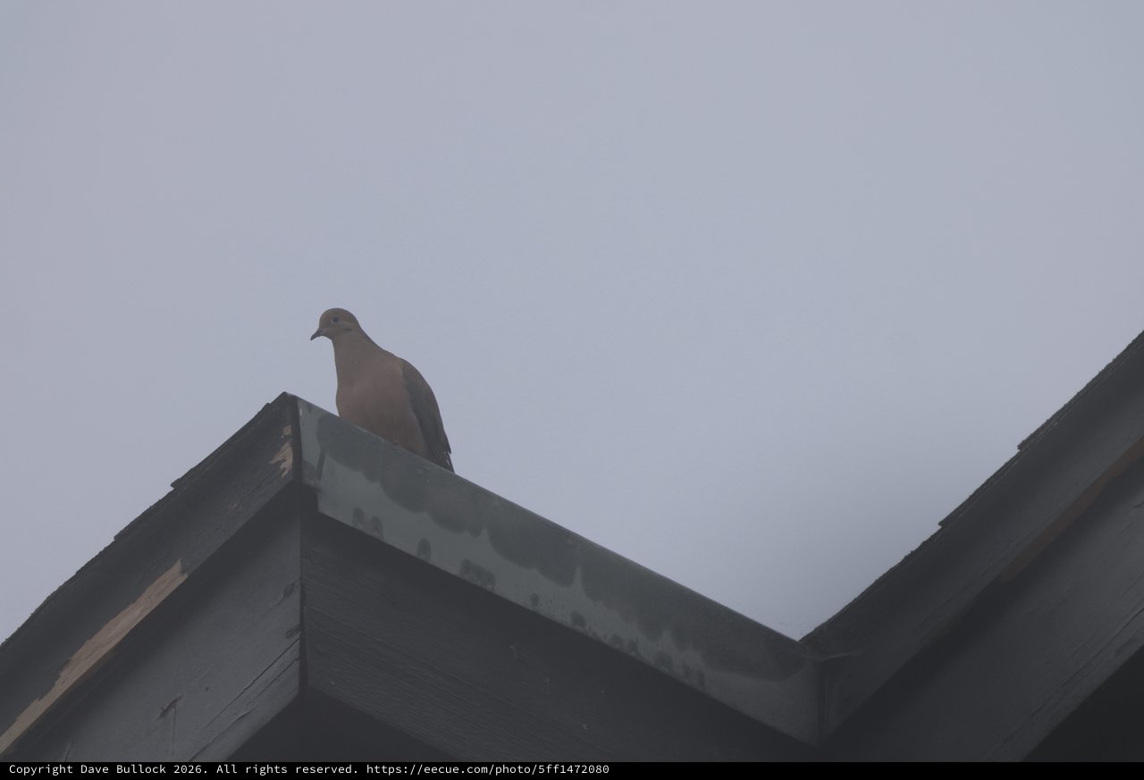 Pigeon Perched on Rooftop Against Overcast Sky