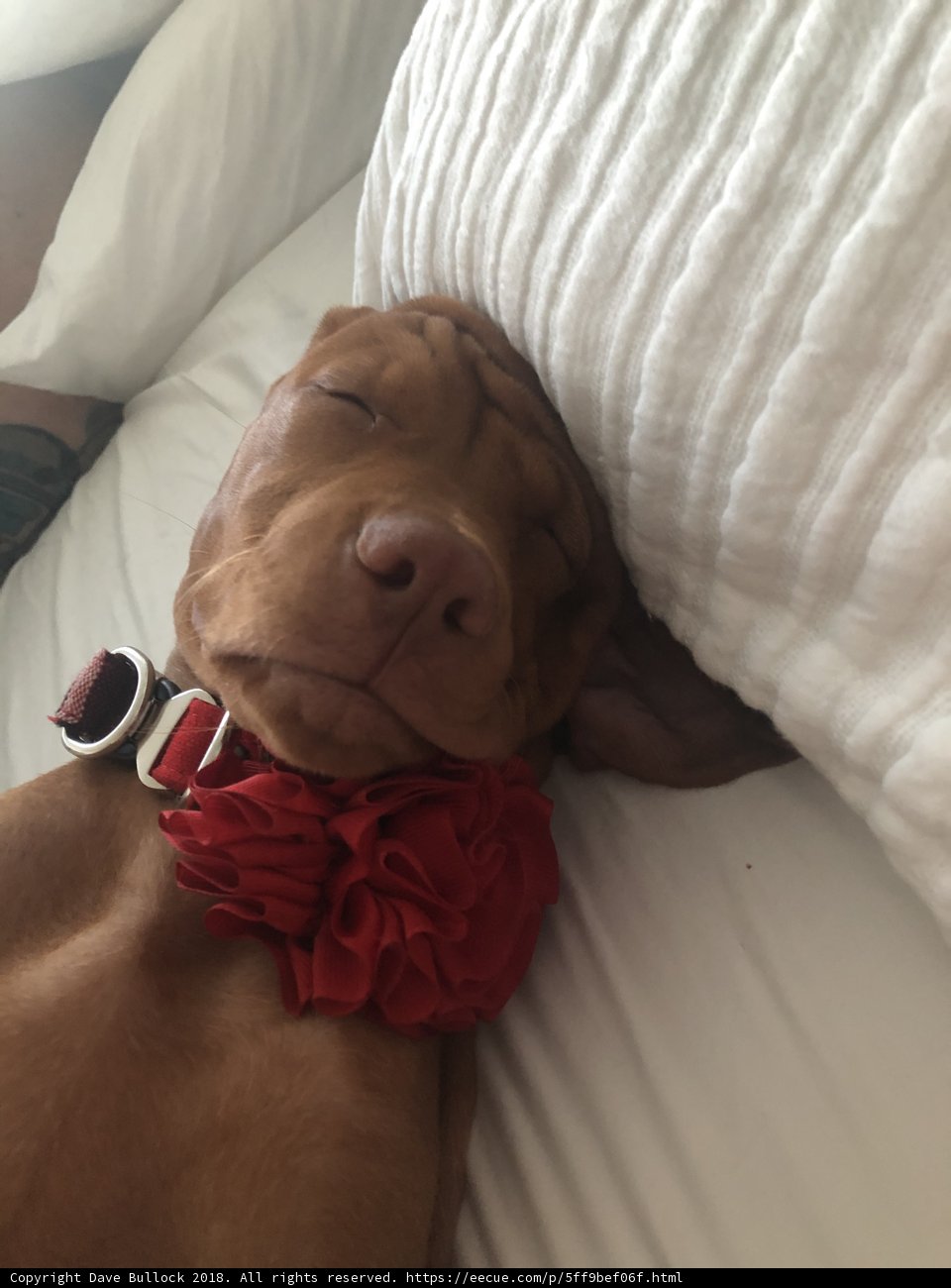 Pup-casso: A Portrait of a Canine Cushion-Head