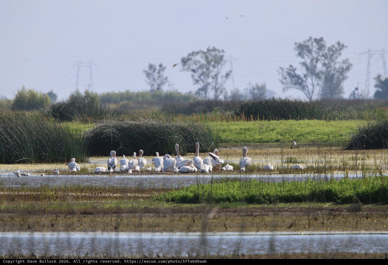 Greater Flamingos Gathering in Wetland Habitat