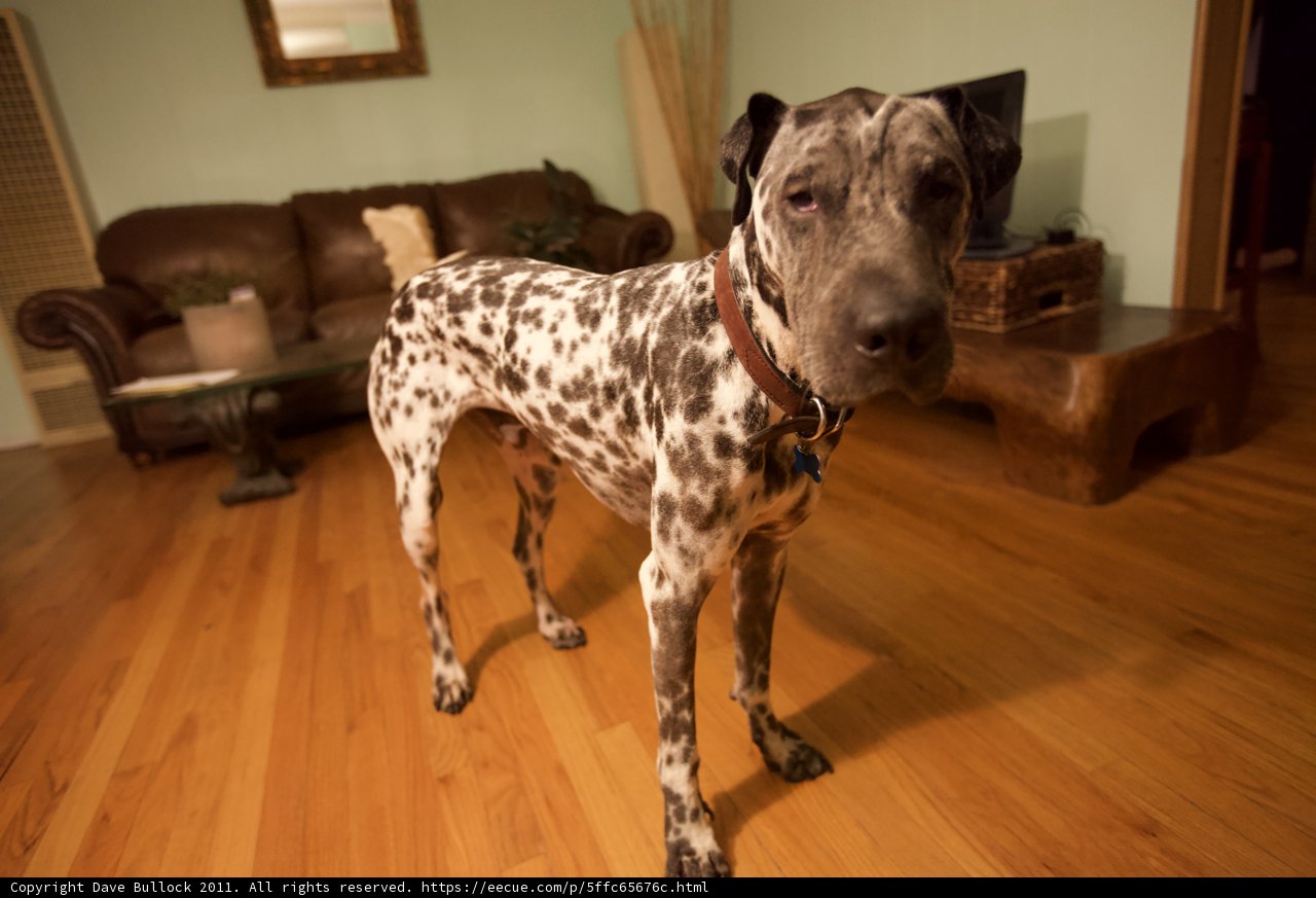 The Wood-Floored Canine Couch Potato