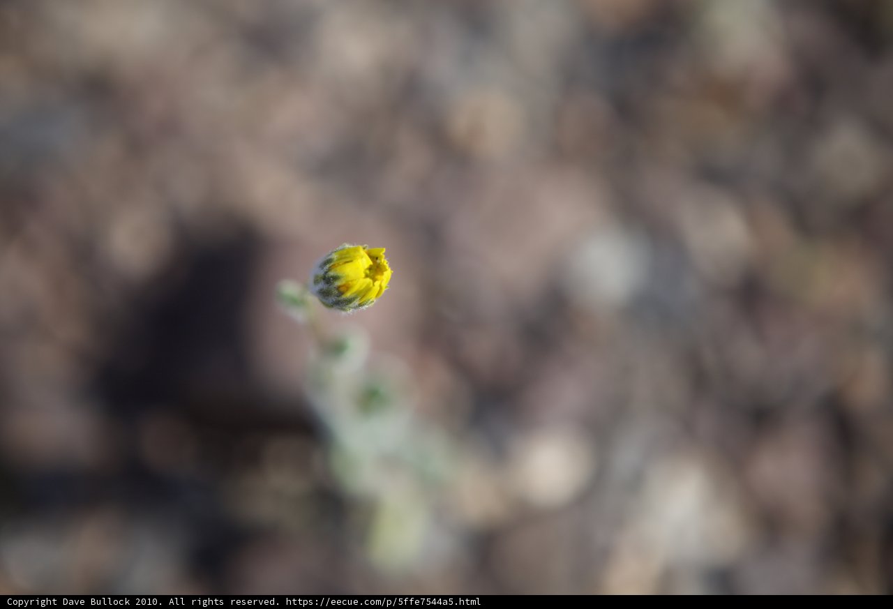Lone Bloom
