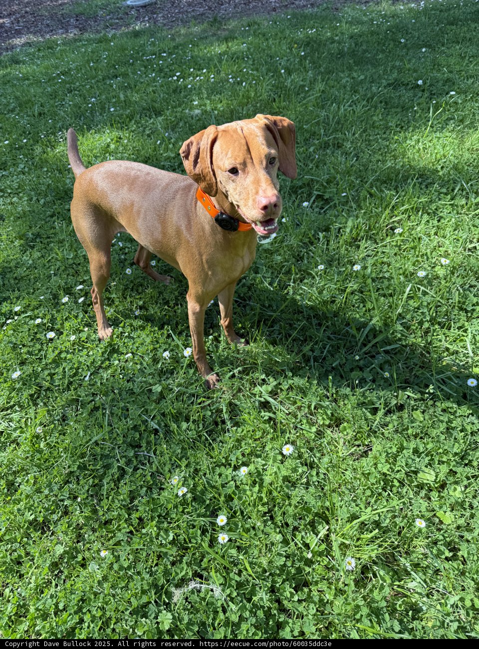Playtime in the Grass