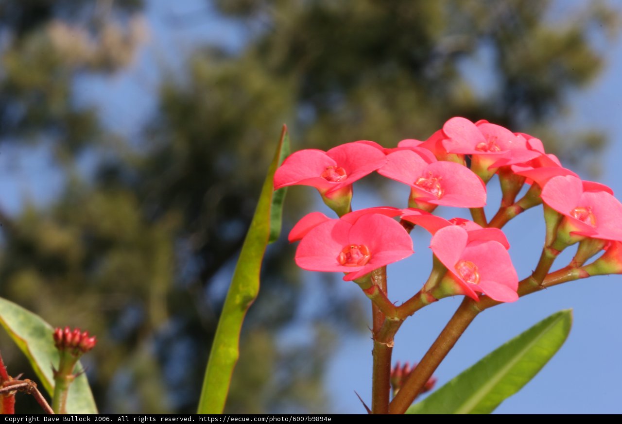Pink Geraniums in the Sun