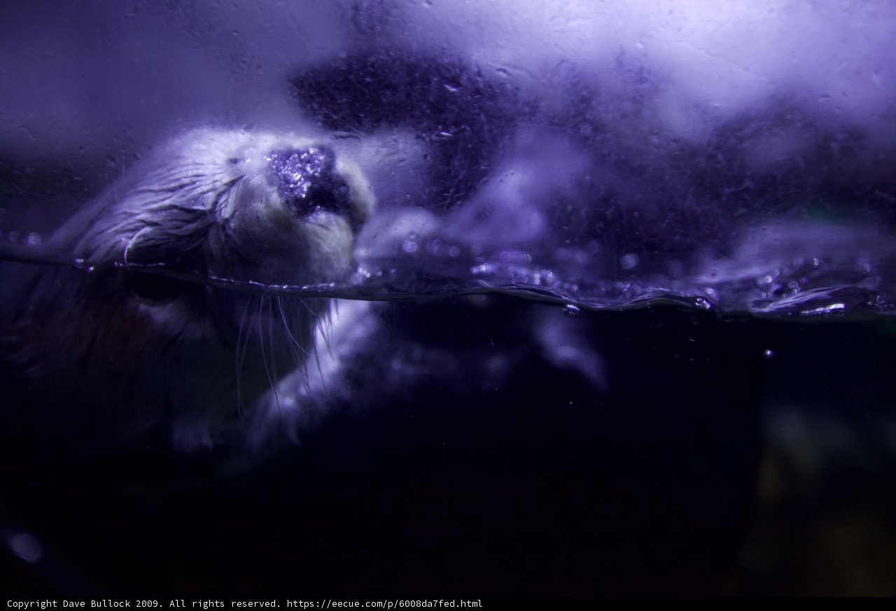 Up-close with a Playful Sea Otter