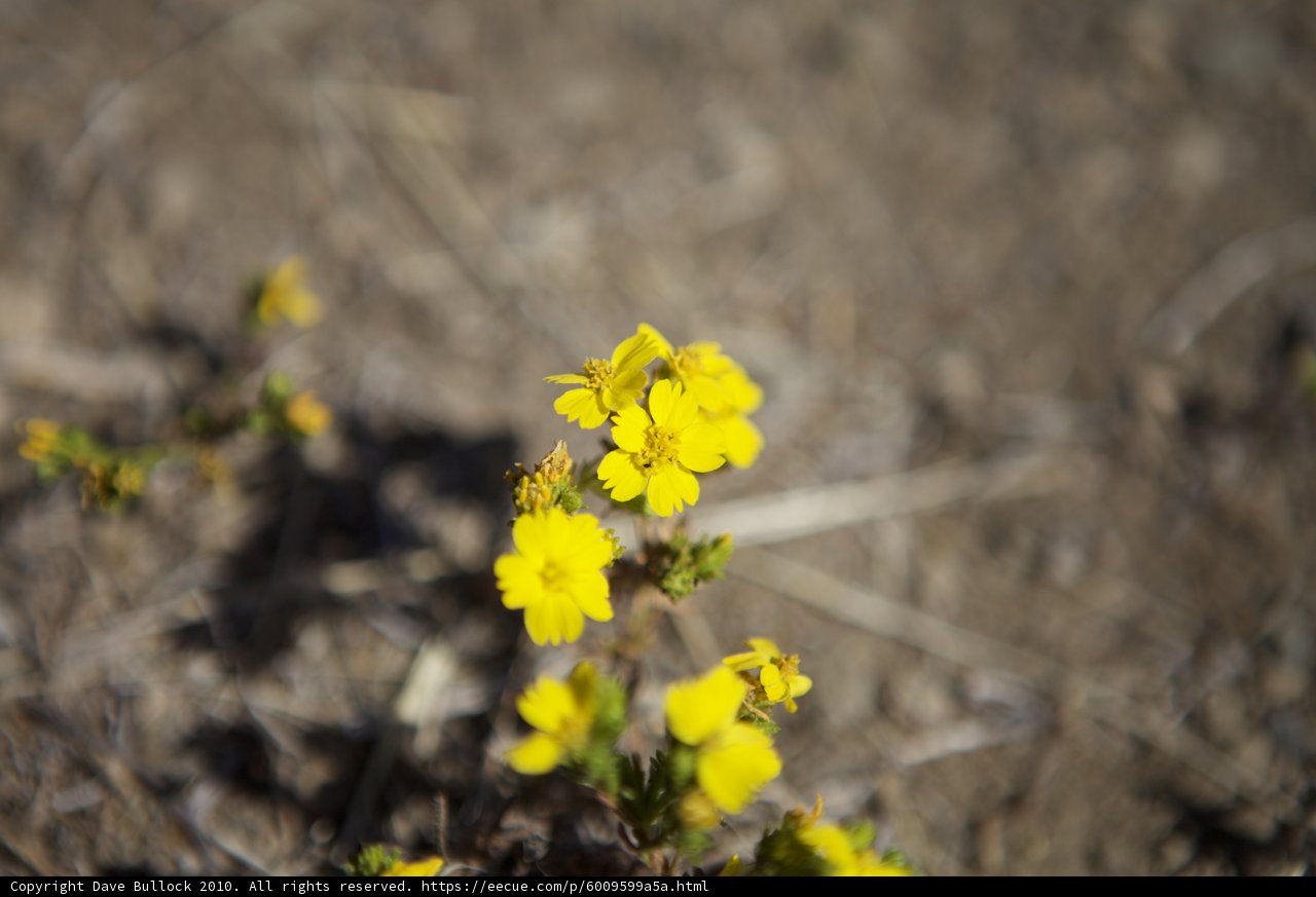 Desert Blooms