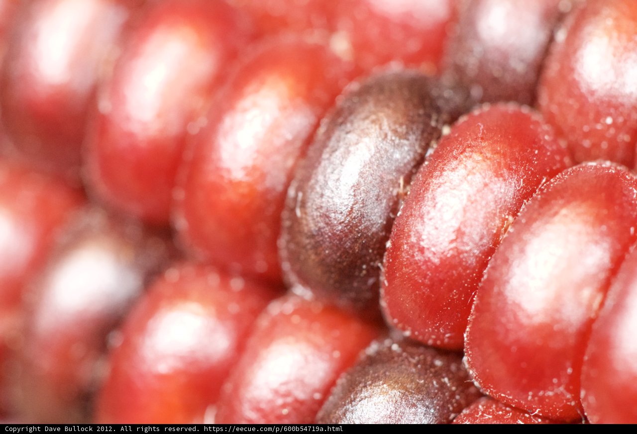 Red Corn on the Cob