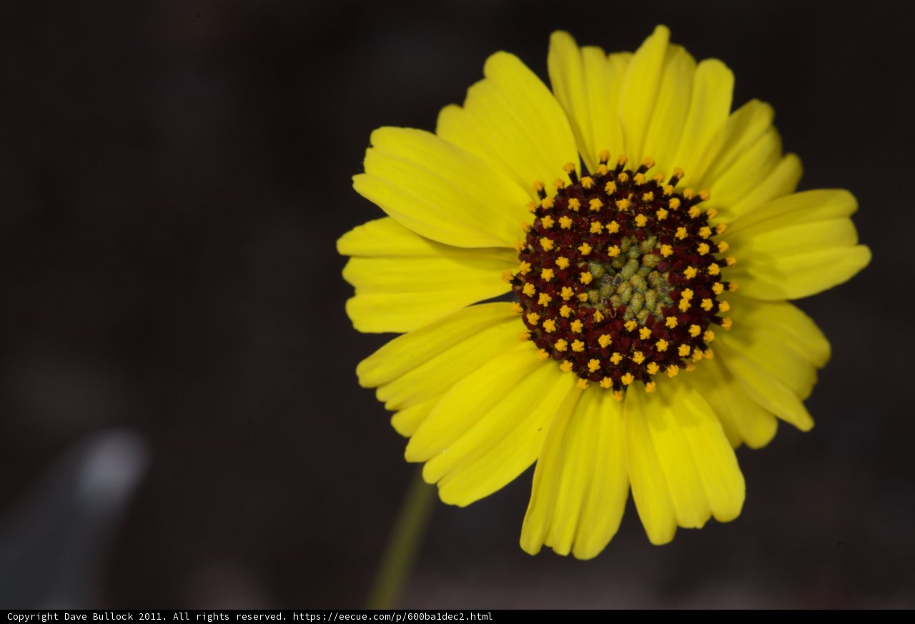 Dotted Daisy in Full Bloom
