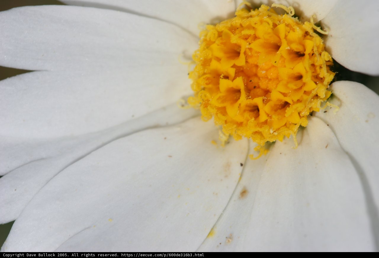 White Daisy with Yellow Center
