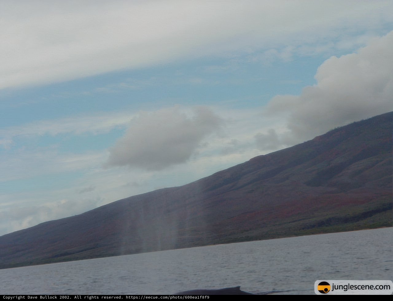 Majestic Whale Blows Out of the Water