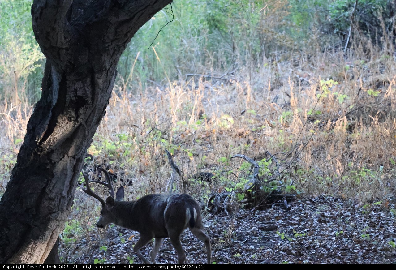 Morning Stroll in the Woodland
