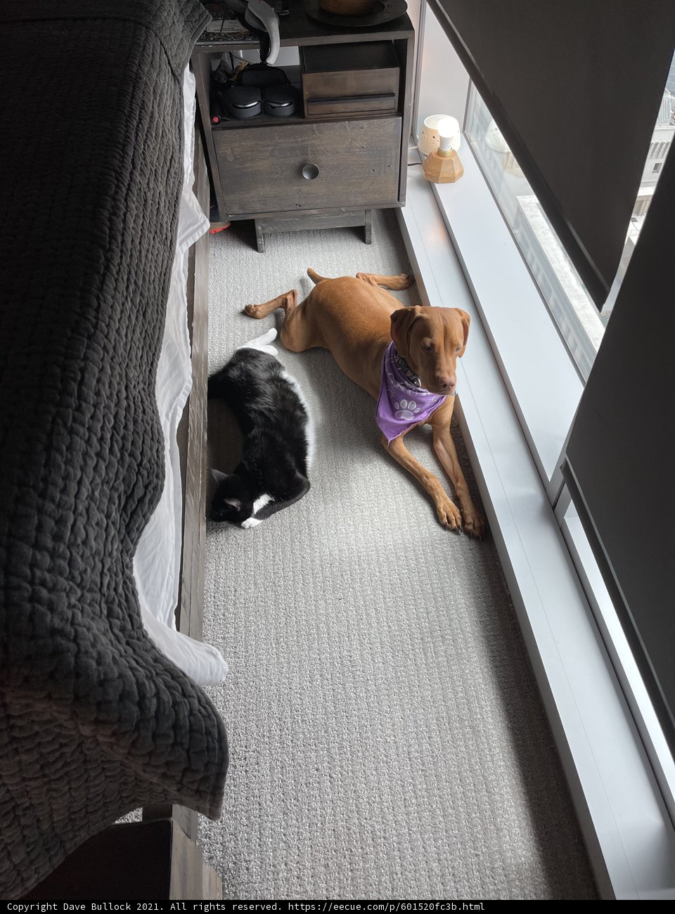 Furry Friends Lounge on Plush Flooring