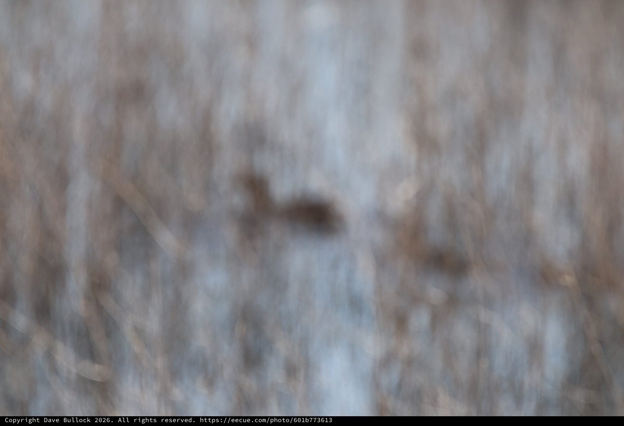 Elusive Wildlife in Wetland Grasses at Dusk