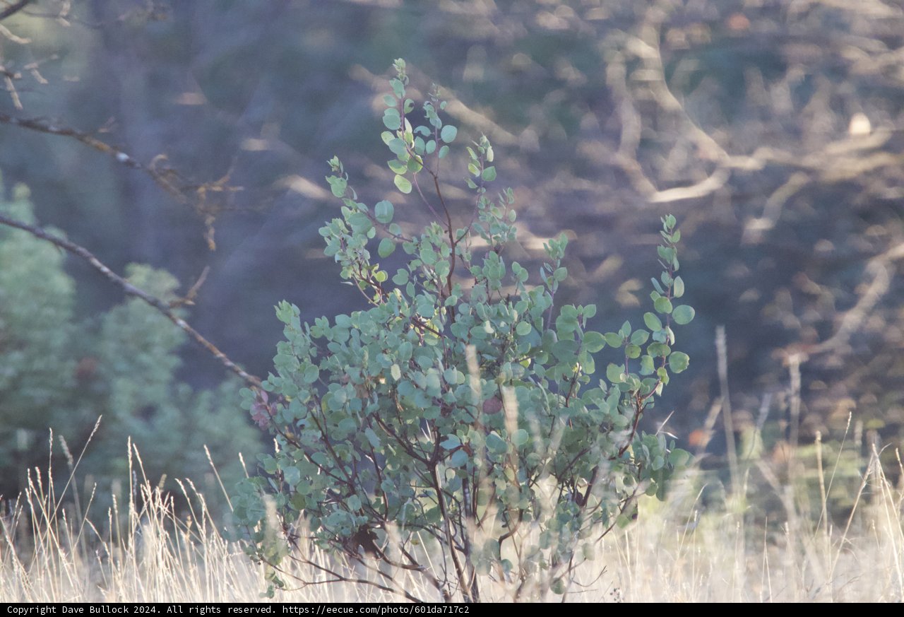 Serene Wilderness at Firefall Ranch