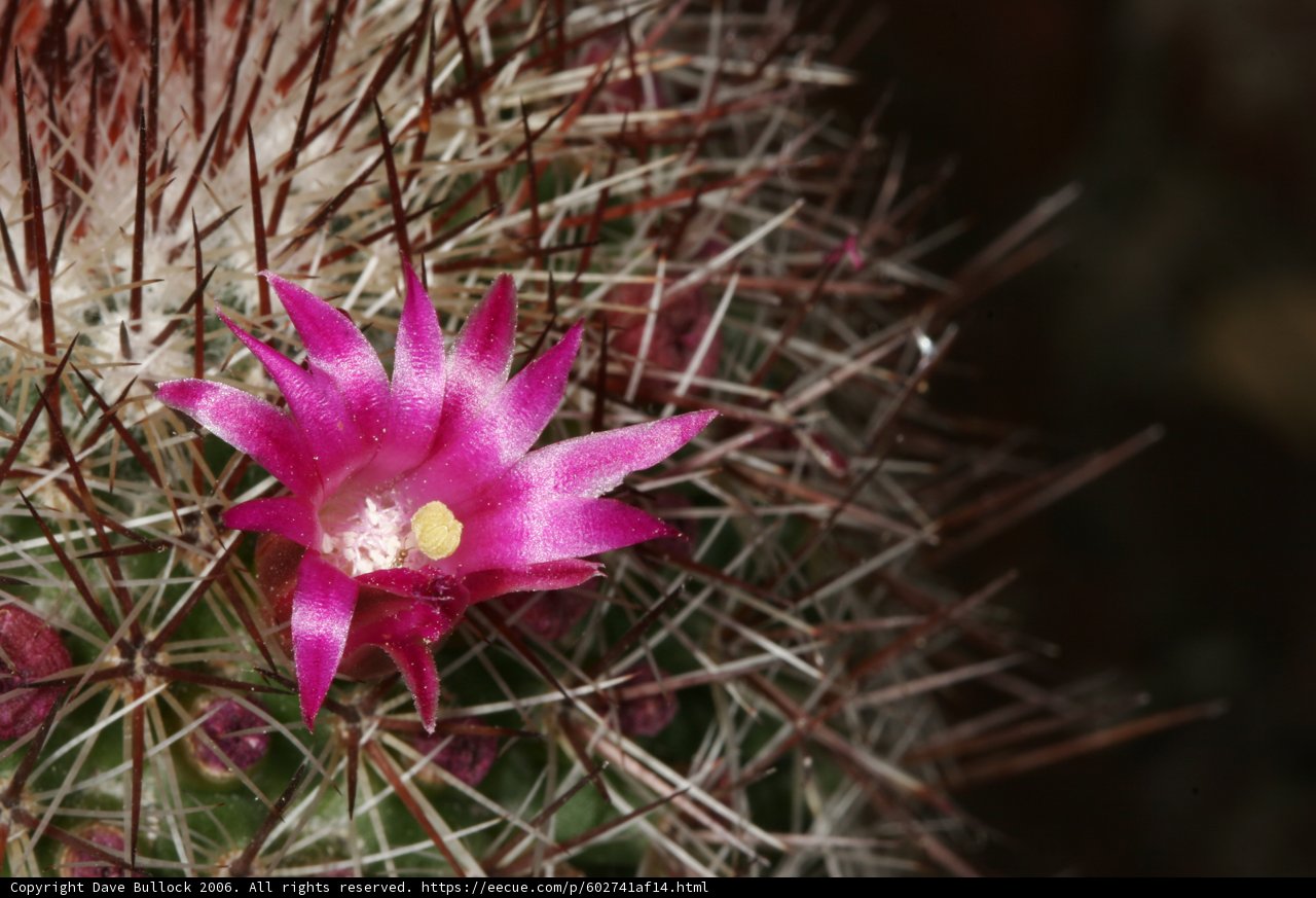 Pink Flower Blooms on Cactus Plant