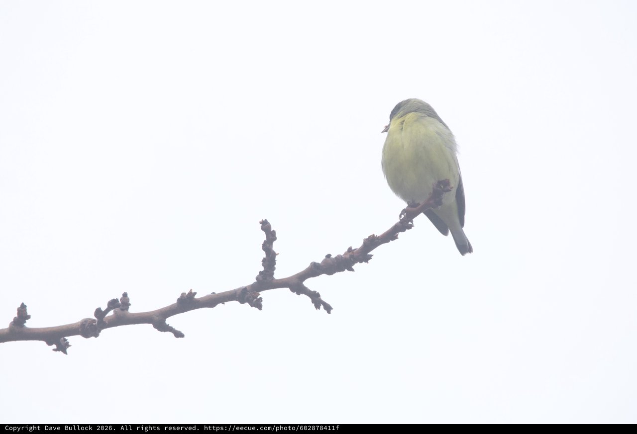Yellow Finch Perched on Bare Winter Branch