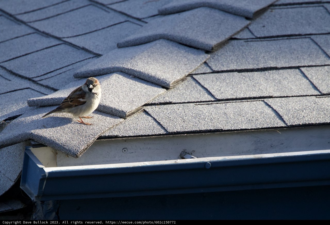 Morning Glimpse of El Sereno Sparrow