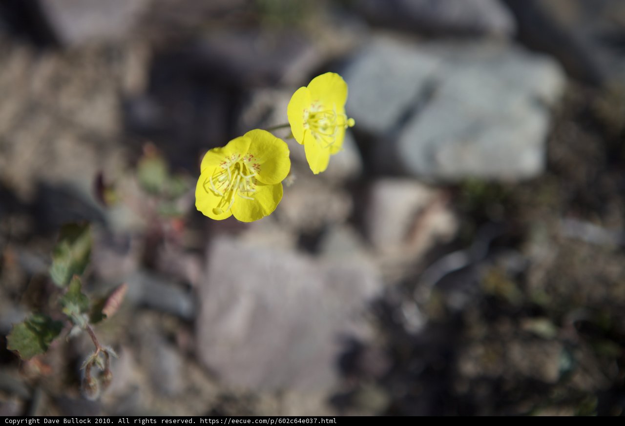 Sunny Bloom in Rocky Terrain