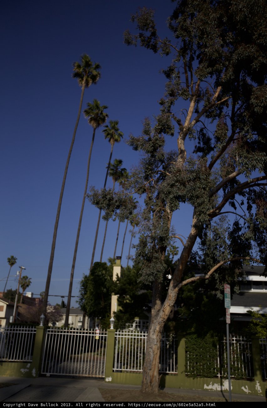 Tree in Front of Fence and Building