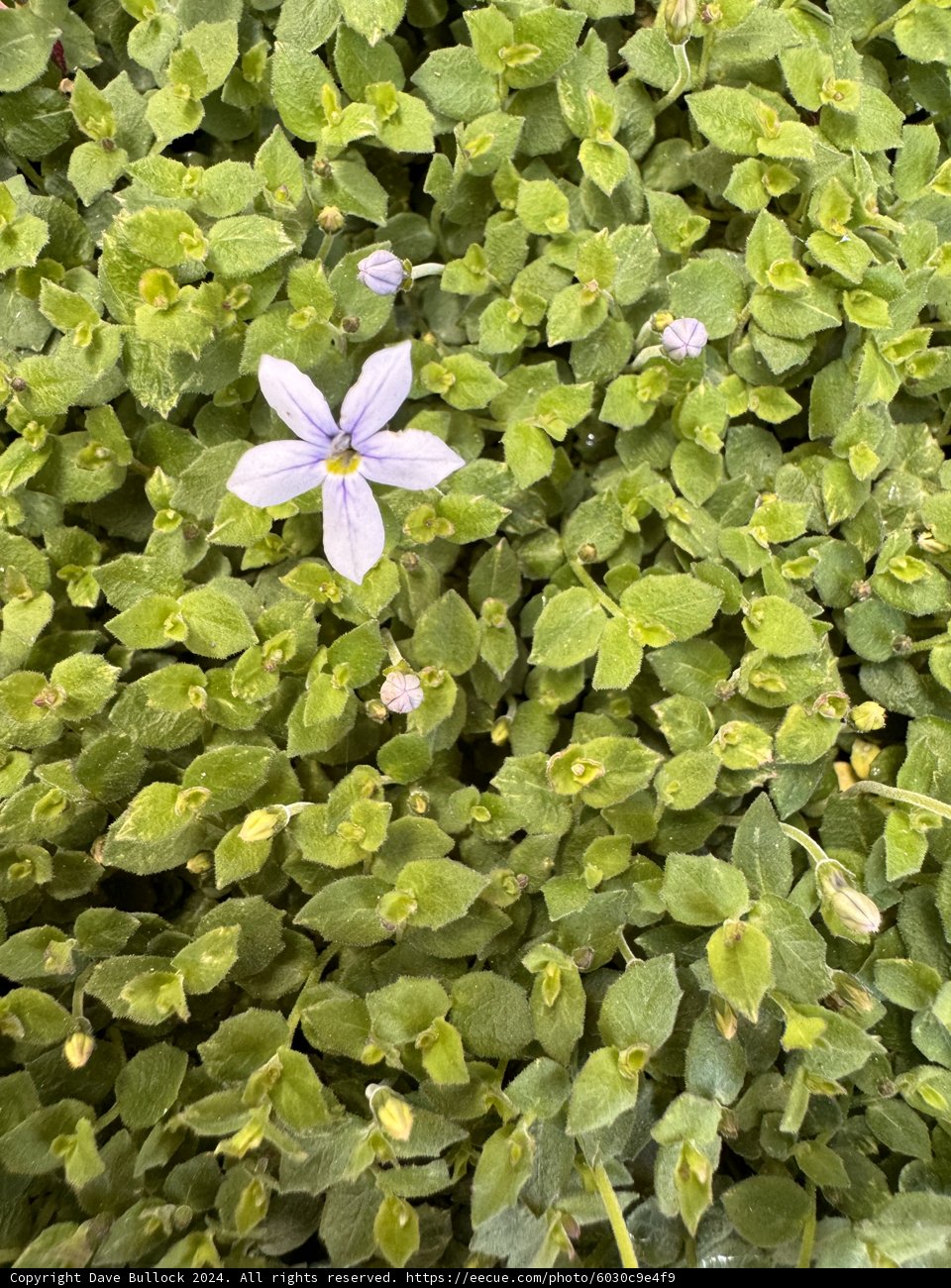 A Lonely Bloom: The Subtle Beauty of Geraniums Amidst the Green