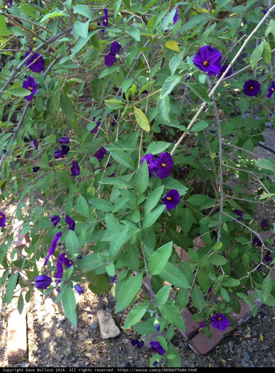 Purple Geraniums in Altadena