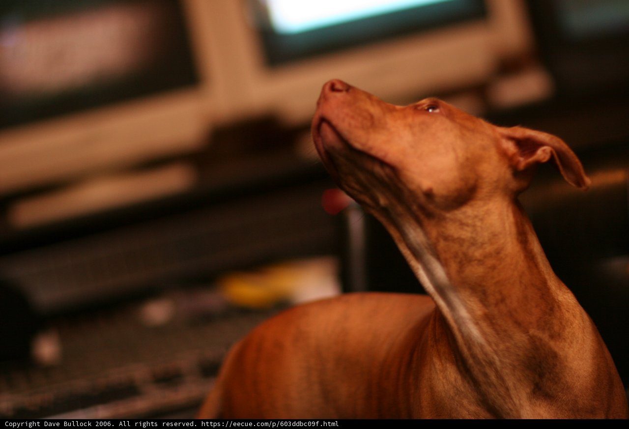Curious Dog Watches Television