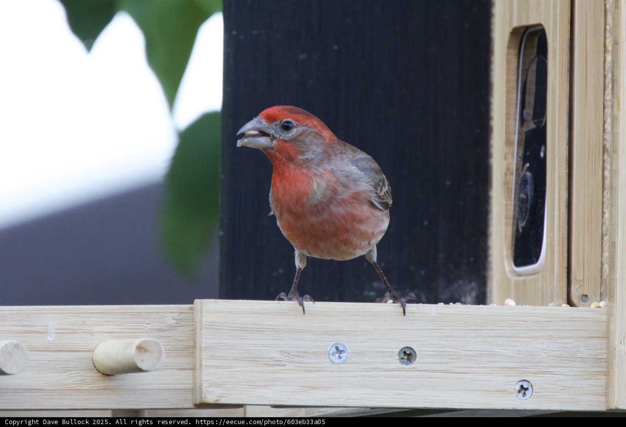 Feathered Friend on a Wooden Perch