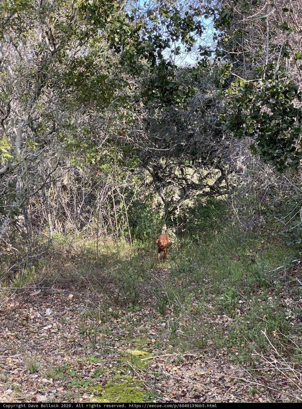 A Canine's Walk in the Grove