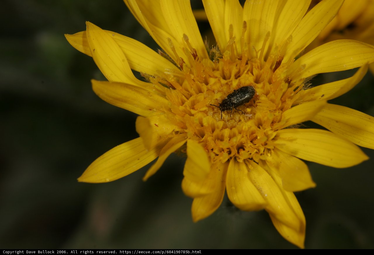 Bug on Yellow Daisy