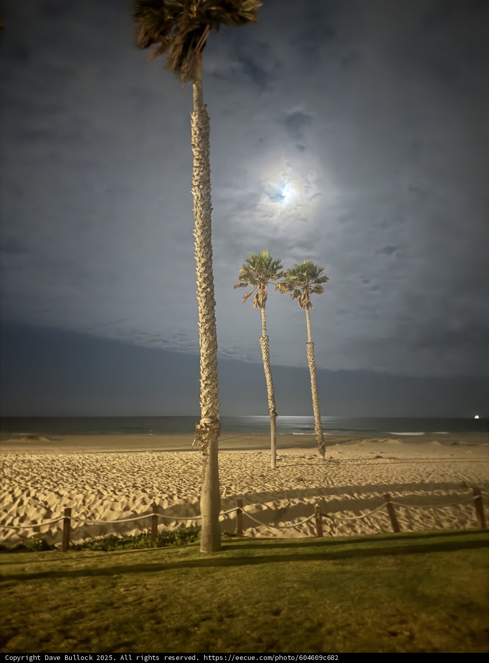 Moonlit Tropics