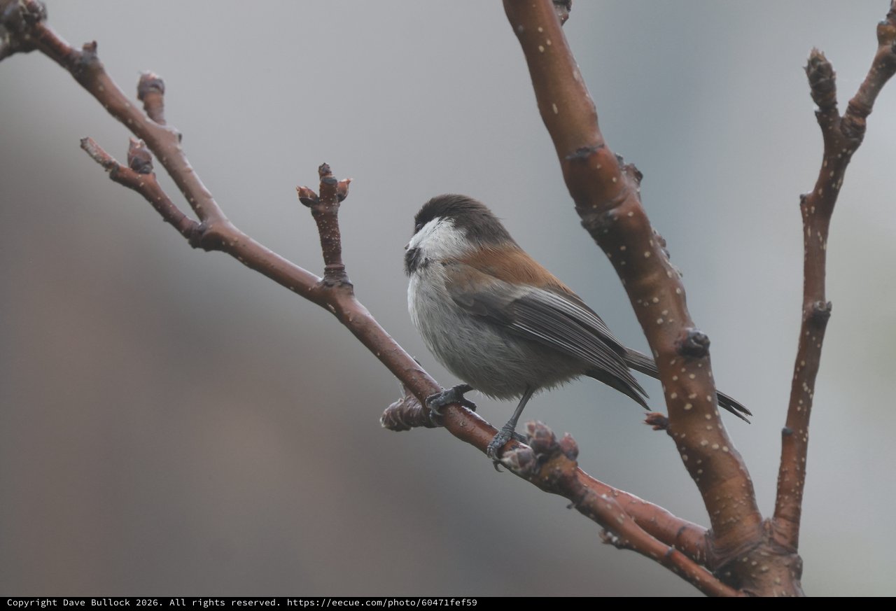 Boreal Chickadee Perched on Winter Branch