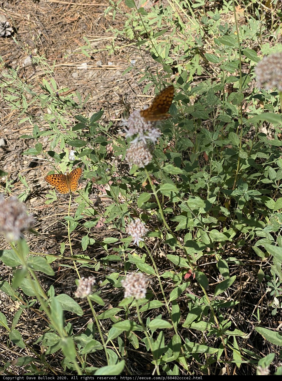 Butterfly Bliss