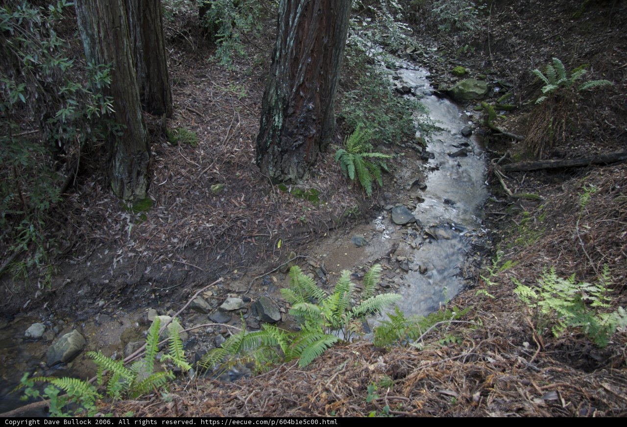 A Tranquil Stream in the Heart of the Forest