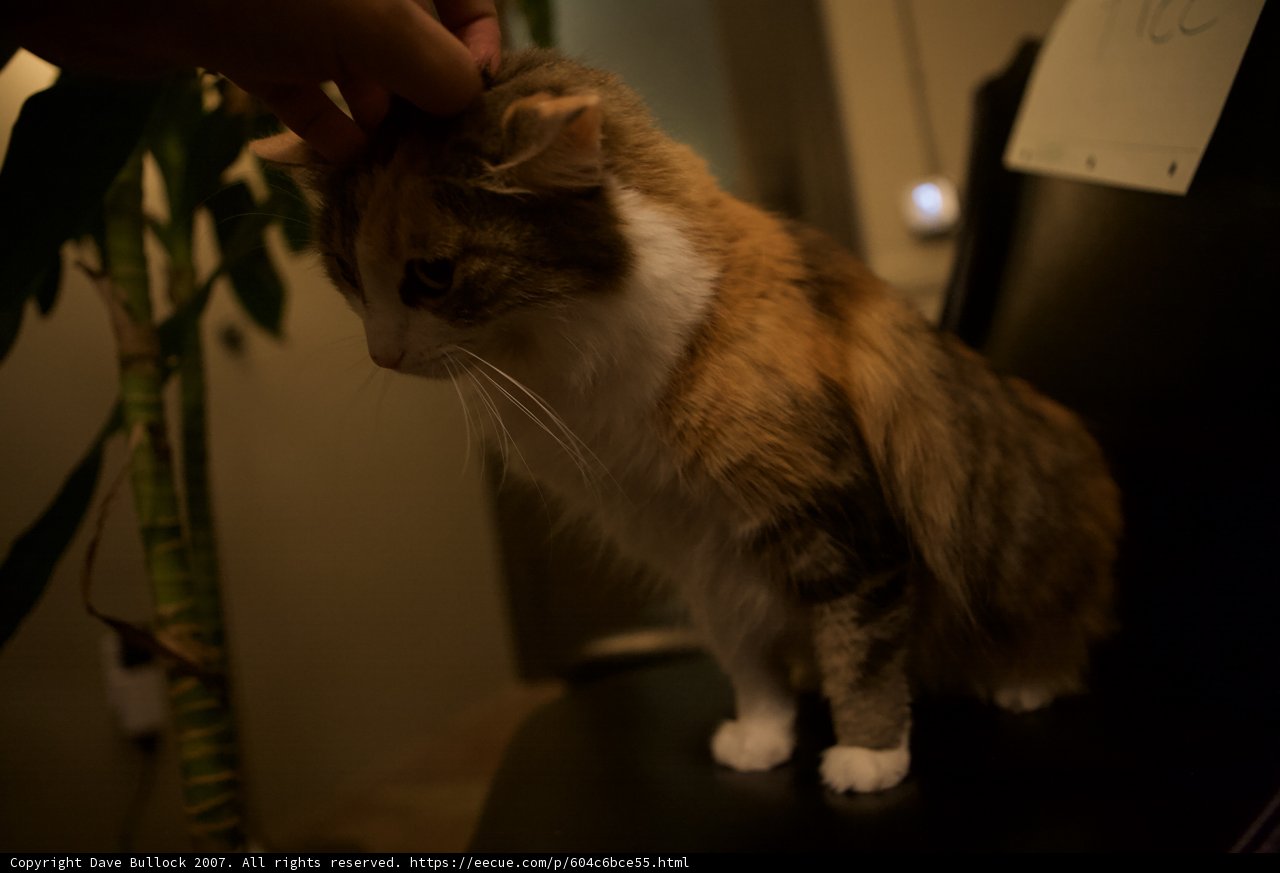 Nighttime Cat Perched on Chair