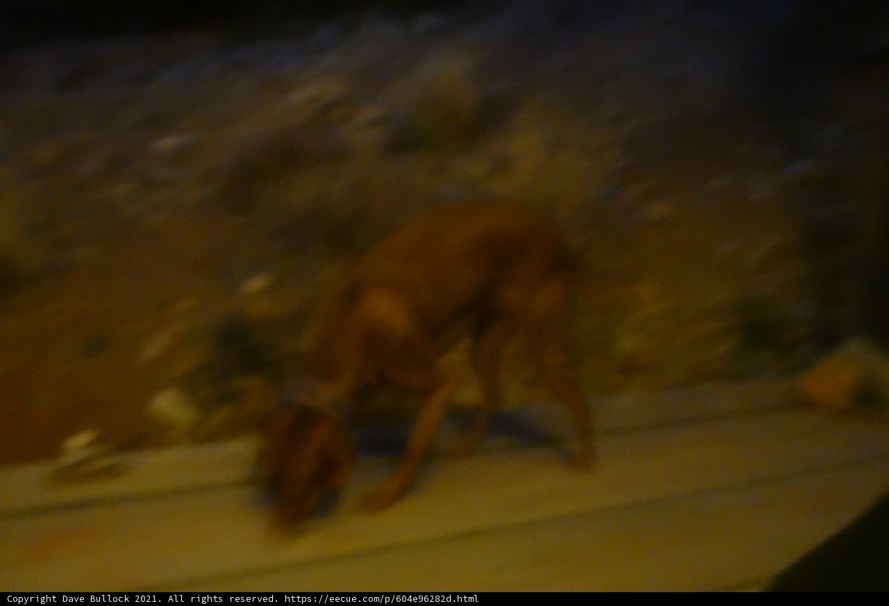 Man's Best Friend Takes a Stand