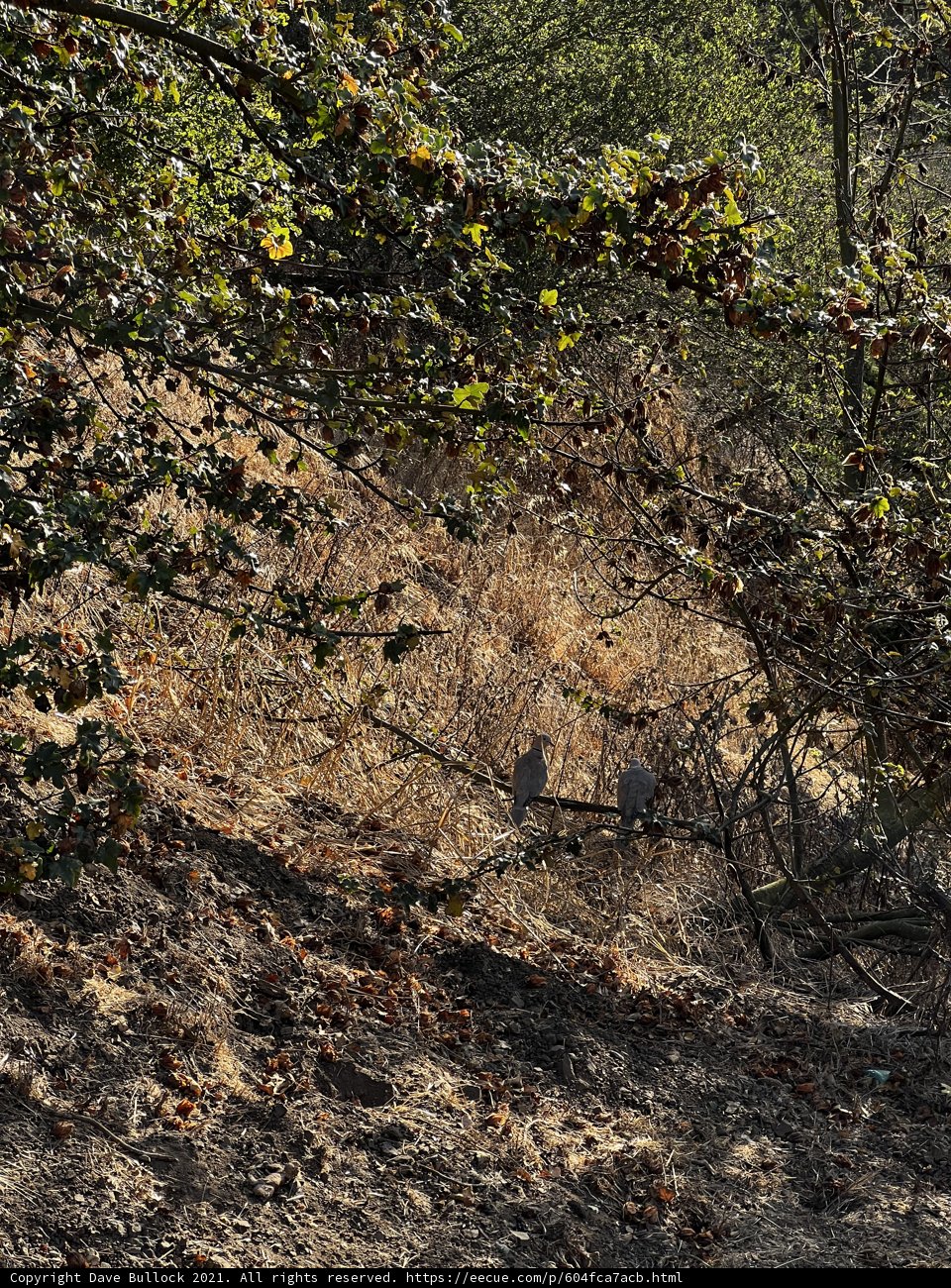 Lone Bird in the Field