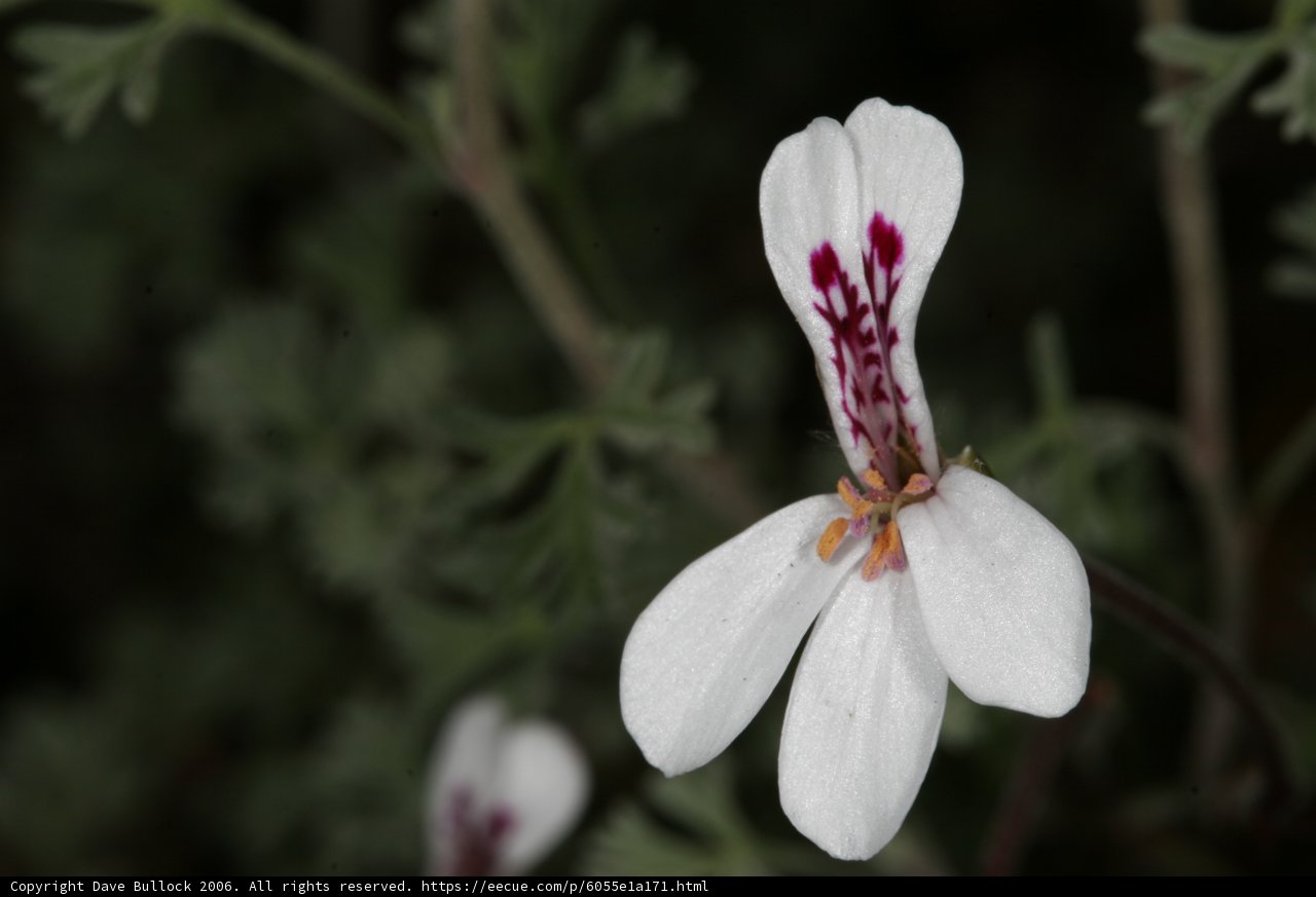Red and Purple Marks on White Orchid