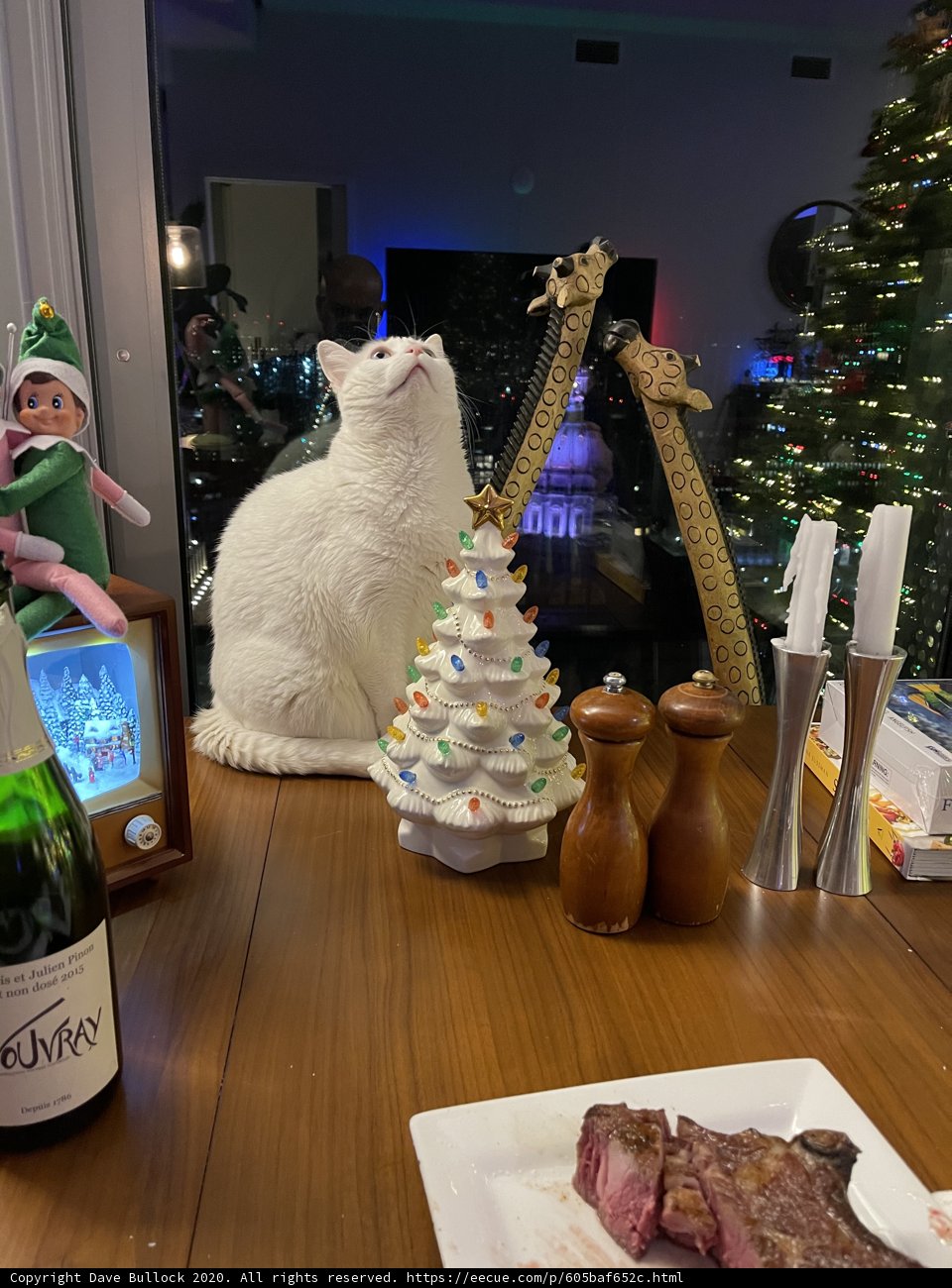 White Cat and Wine